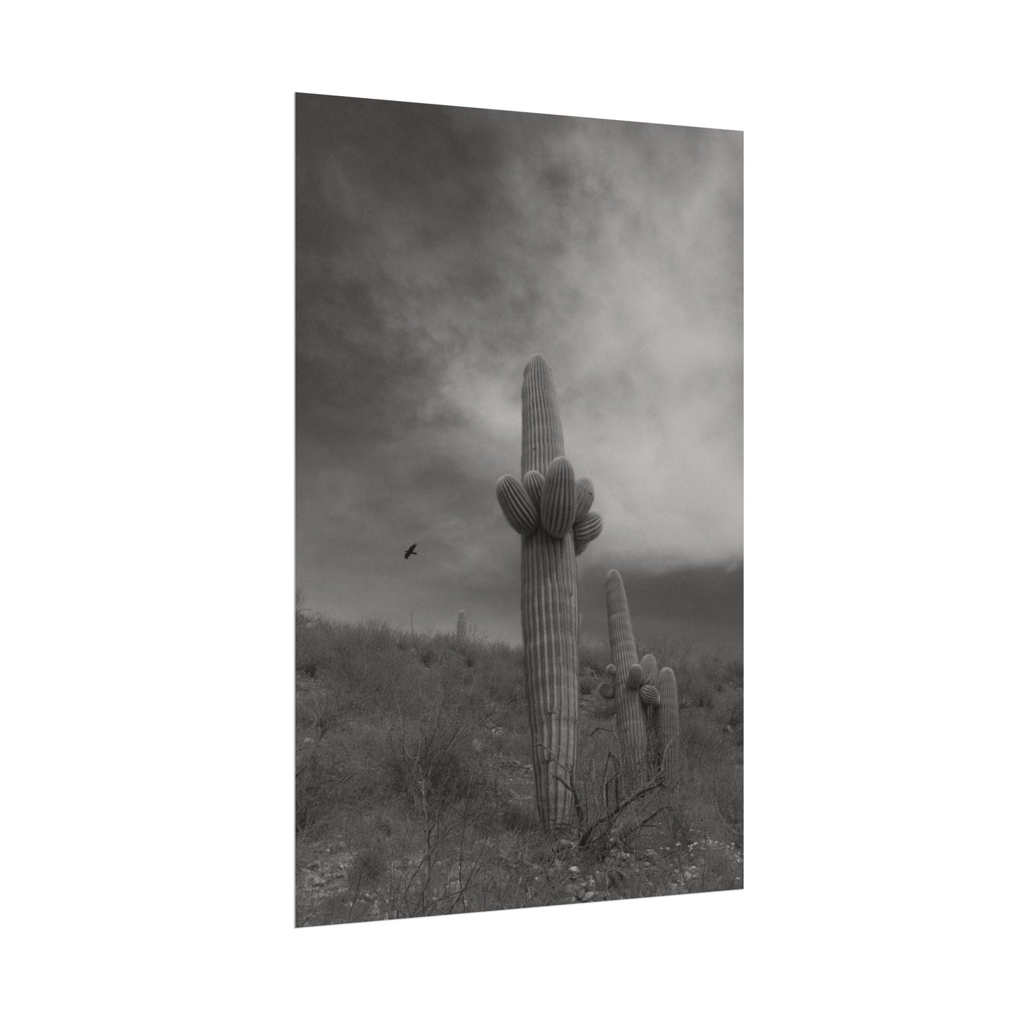 Arizona Saguaro Archival Poster