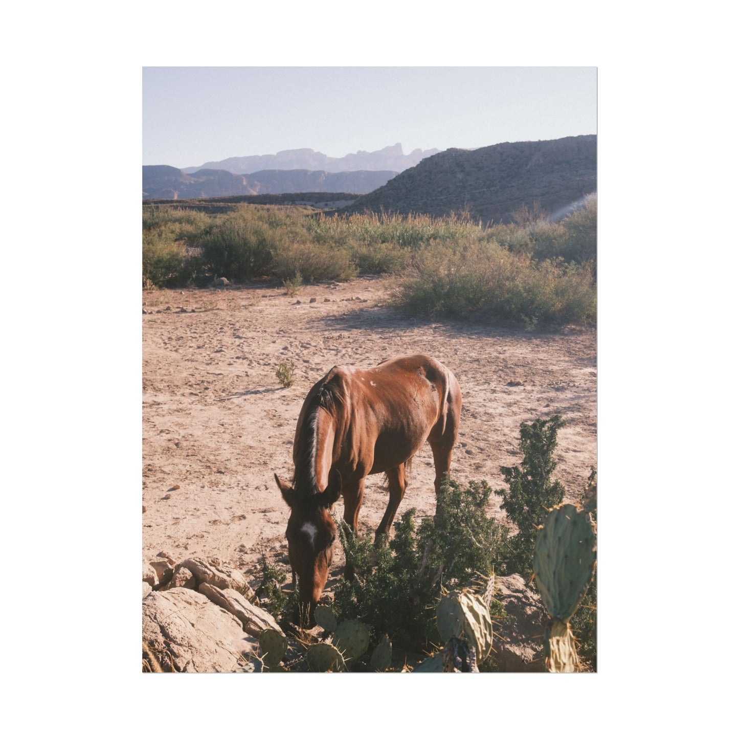 Wild horse of Big Bend grazes by a cactus, TX - Archival Poster