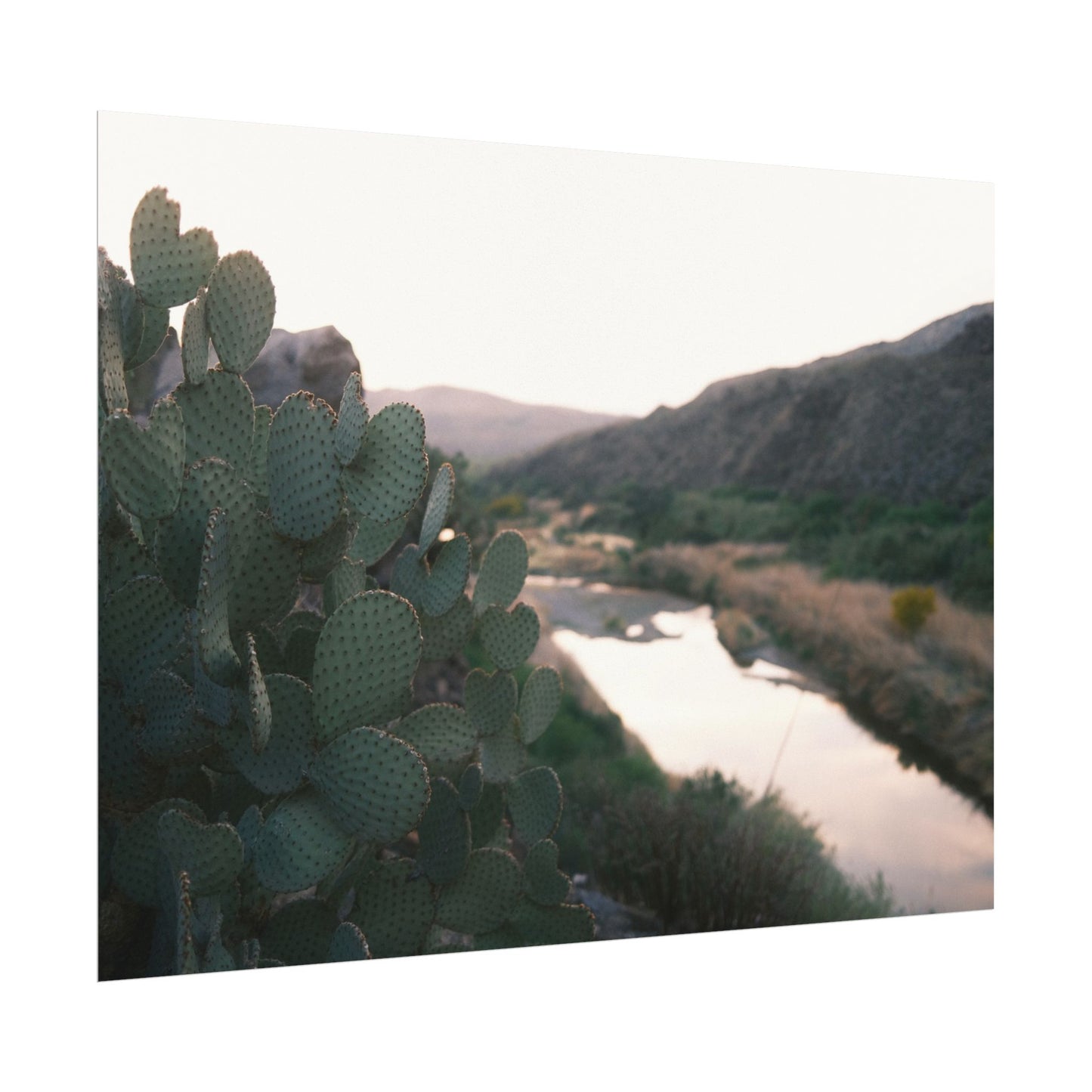 Cactus sits above the Rio Grande - Archival Poster