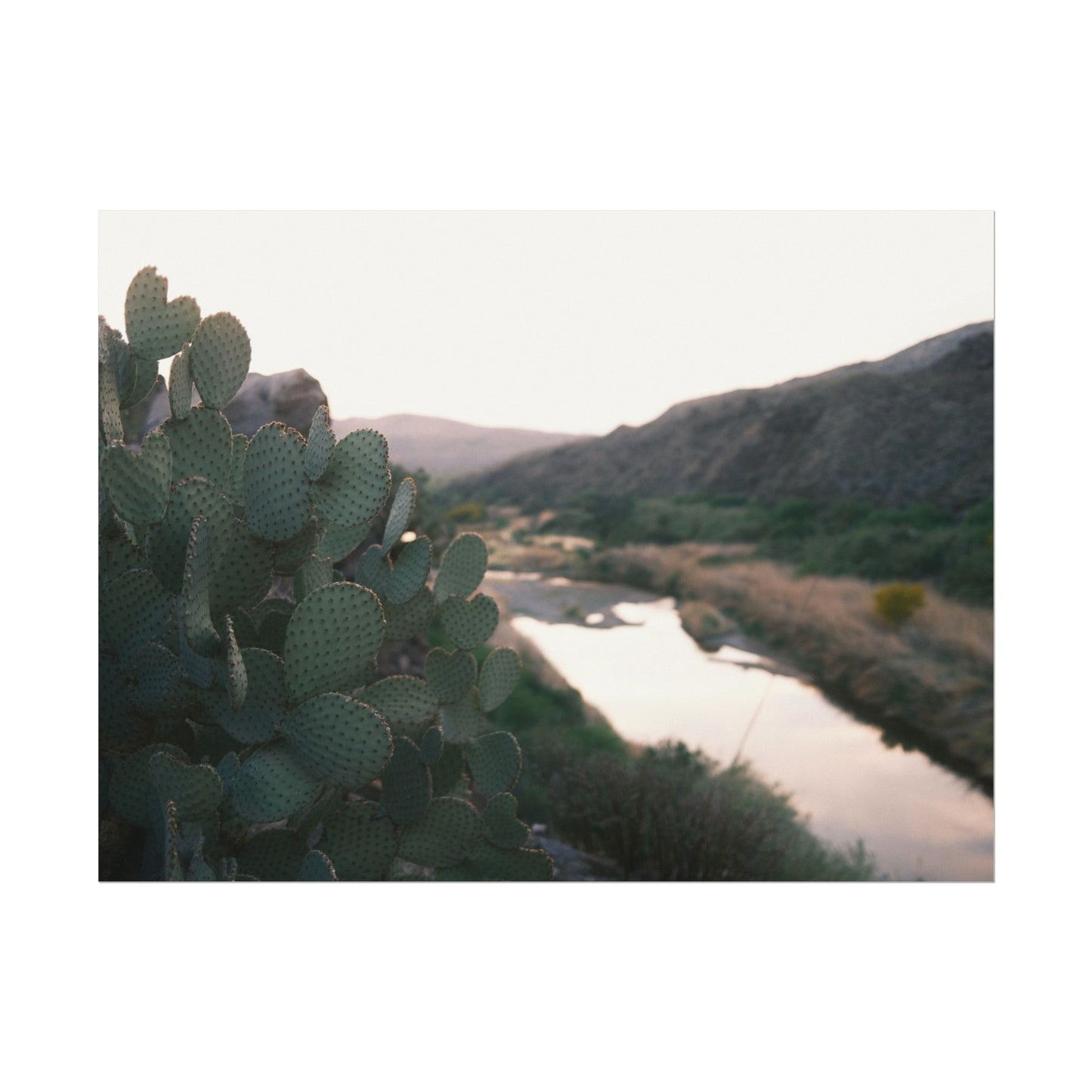 Cactus sits above the Rio Grande - Archival Poster