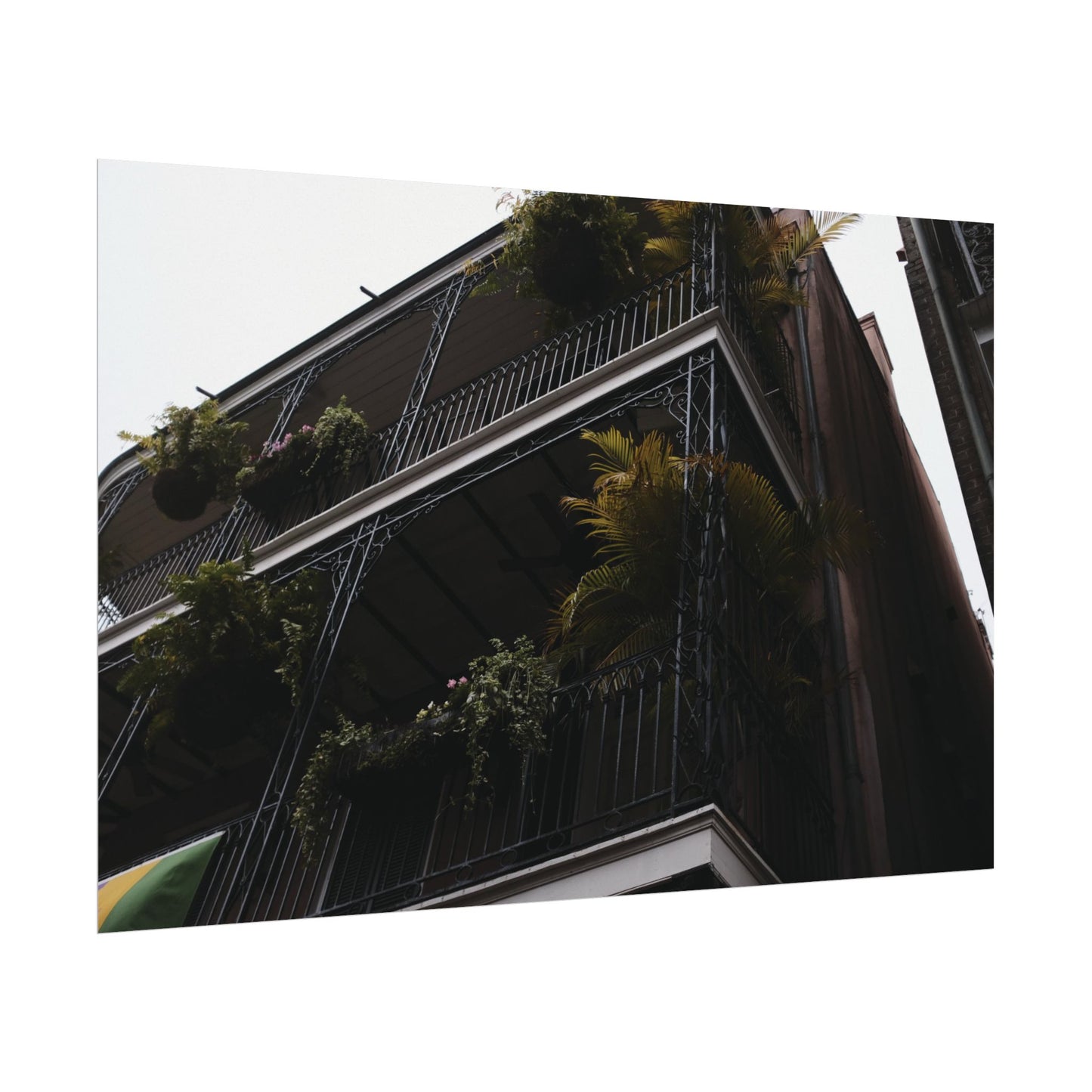 Botanical balcony of New Orleans - Archival Poster