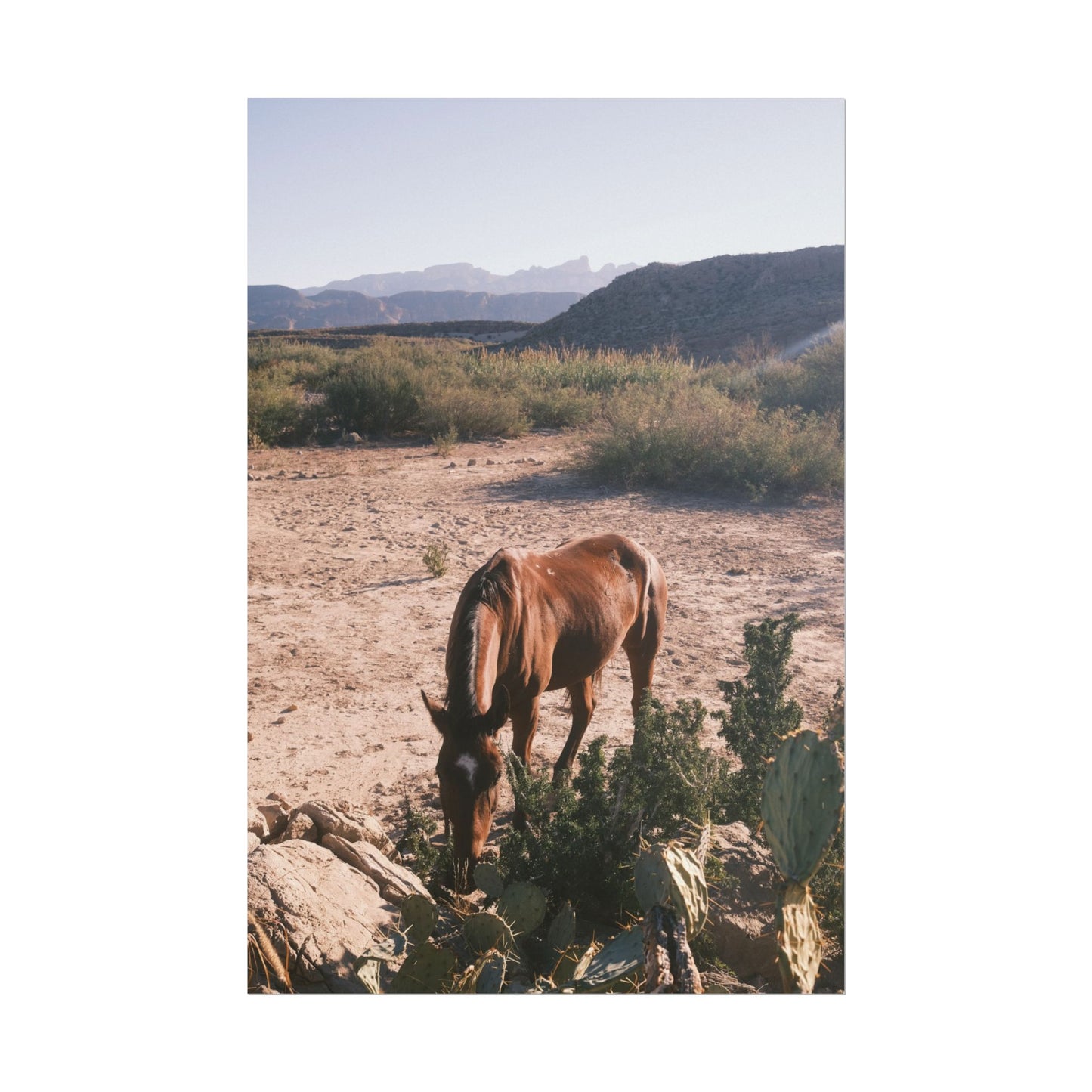 Wild horse of Big Bend grazes by a cactus, TX - Archival Poster