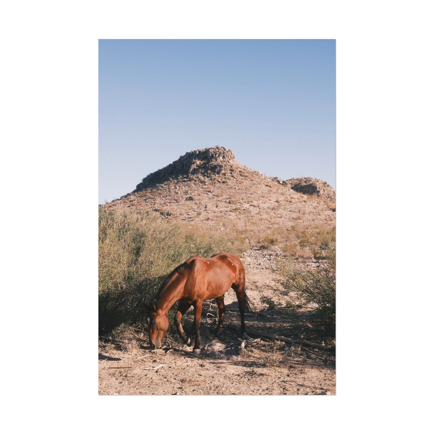Wild horse of Big Bend grazes, TX - Archival Poster