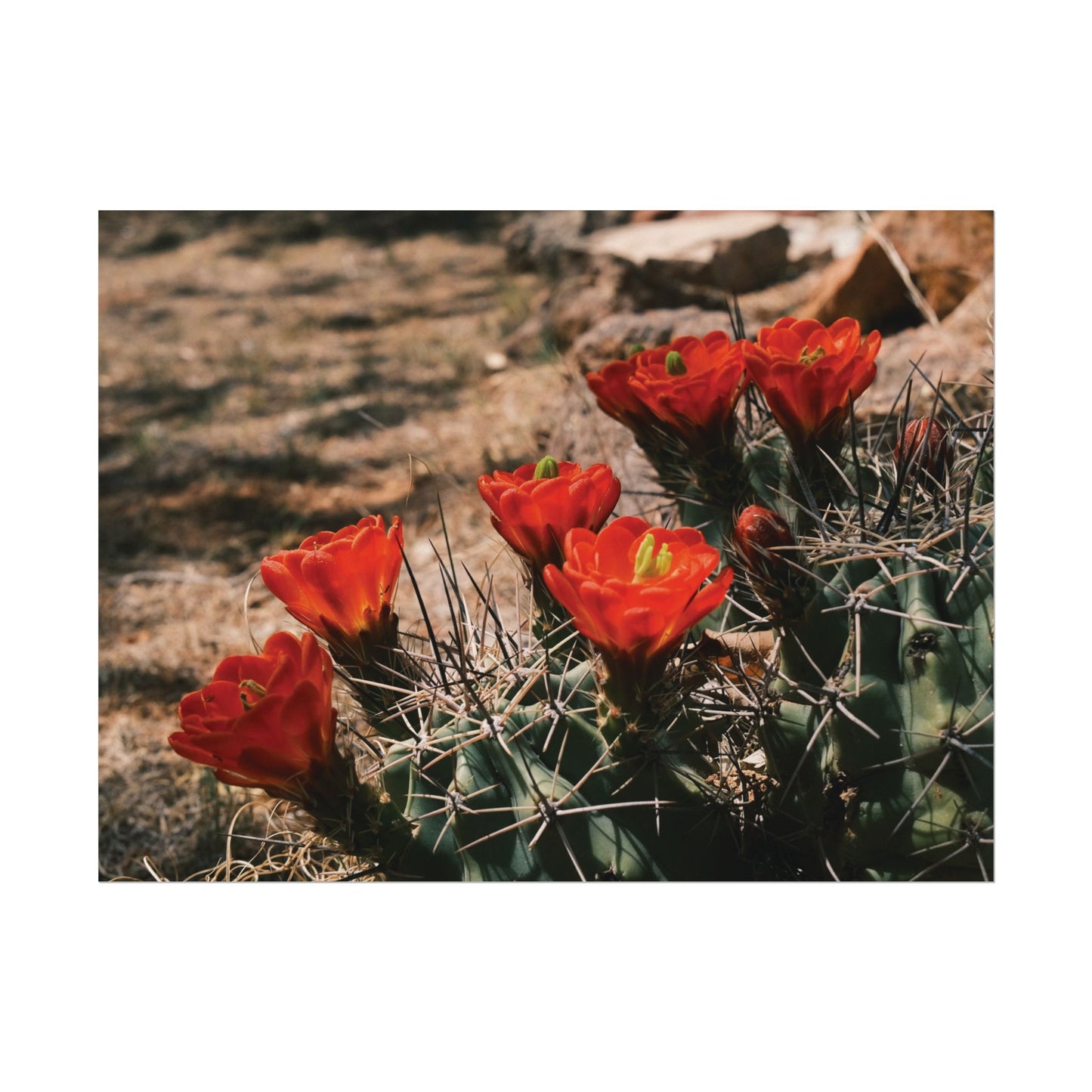 Red Cactus Blossoms in Big Bend Ranch State Park, TX - Archival Poster