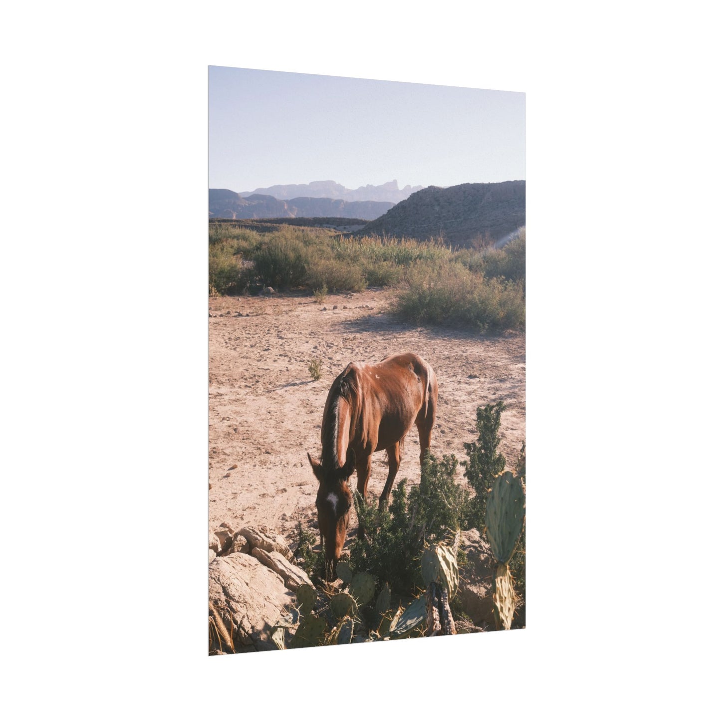 Wild horse of Big Bend grazes by a cactus, TX - Archival Poster
