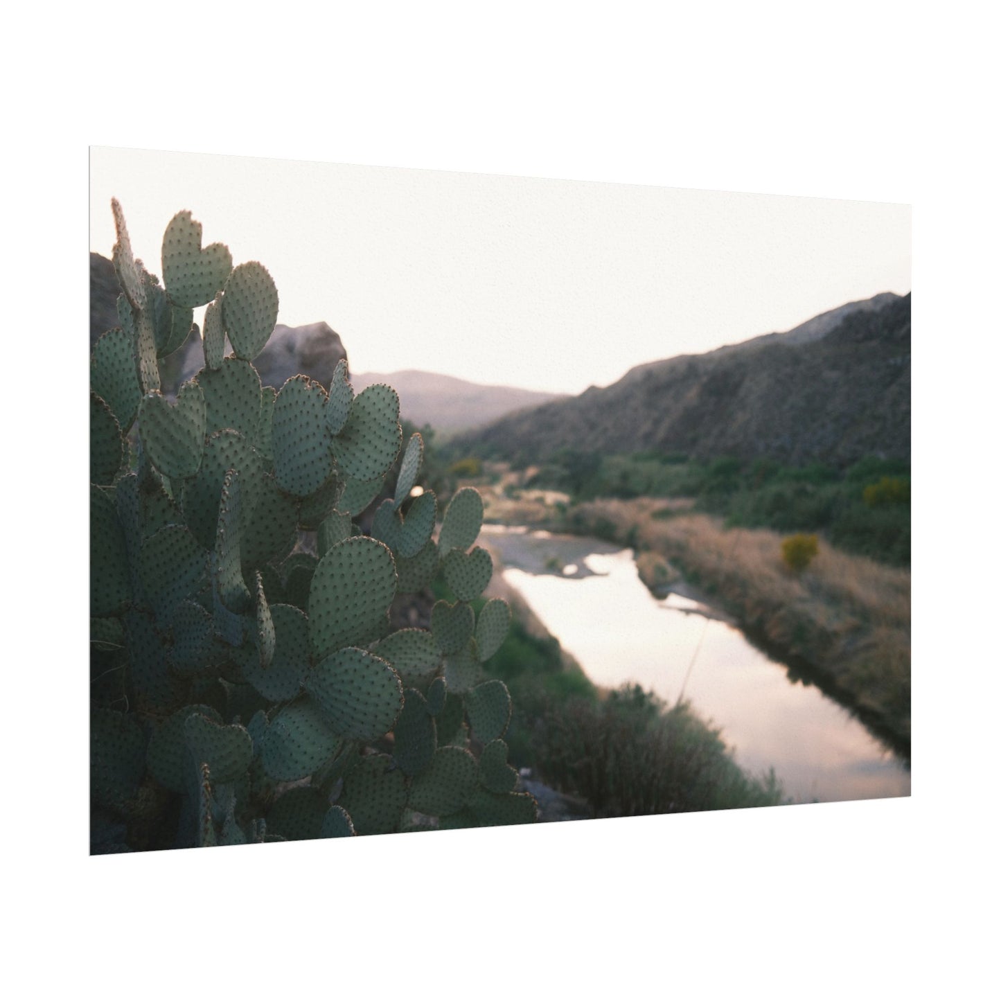 Cactus sits above the Rio Grande - Archival Poster