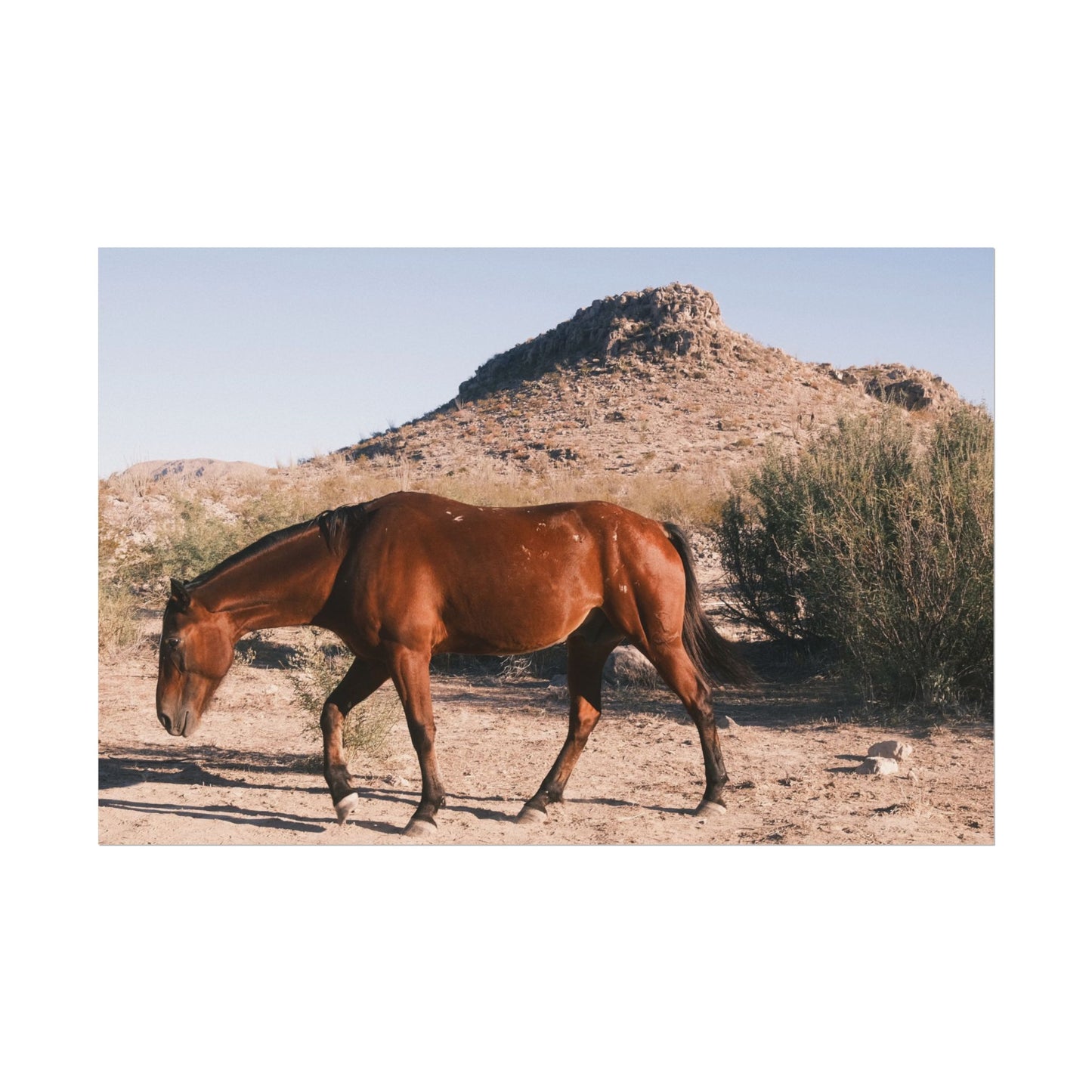 Wild horse of Big Bend grazing - Archival Poster