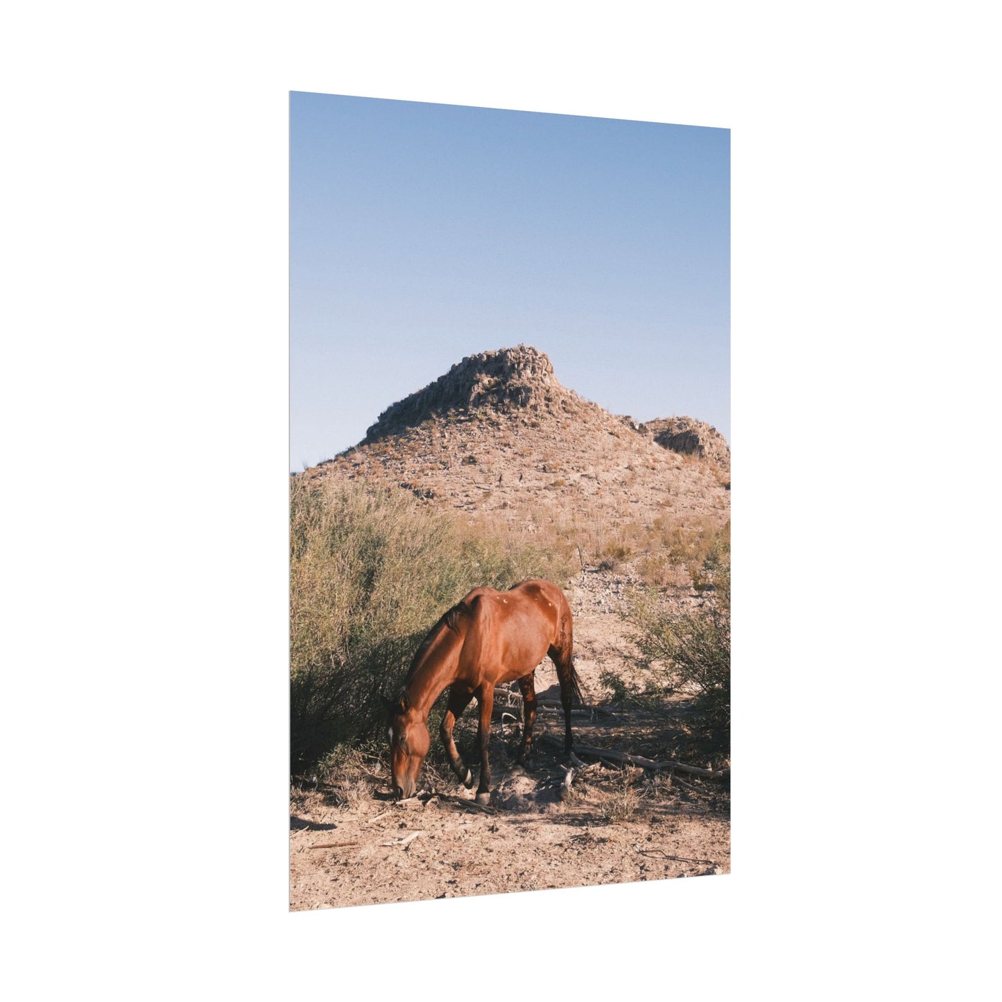 Wild horse of Big Bend grazes, TX - Archival Poster