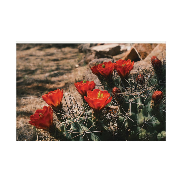 Red Cactus Blossoms in Big Bend Ranch State Park, TX - Archival Poster