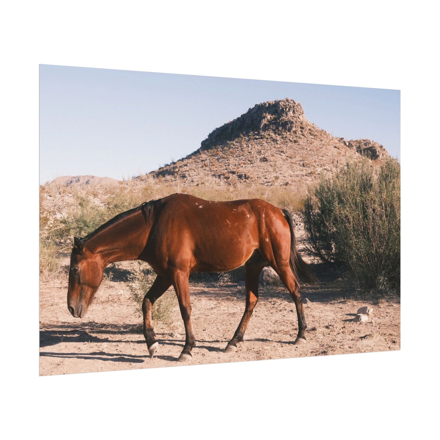 Wild horse of Big Bend grazing - Archival Poster