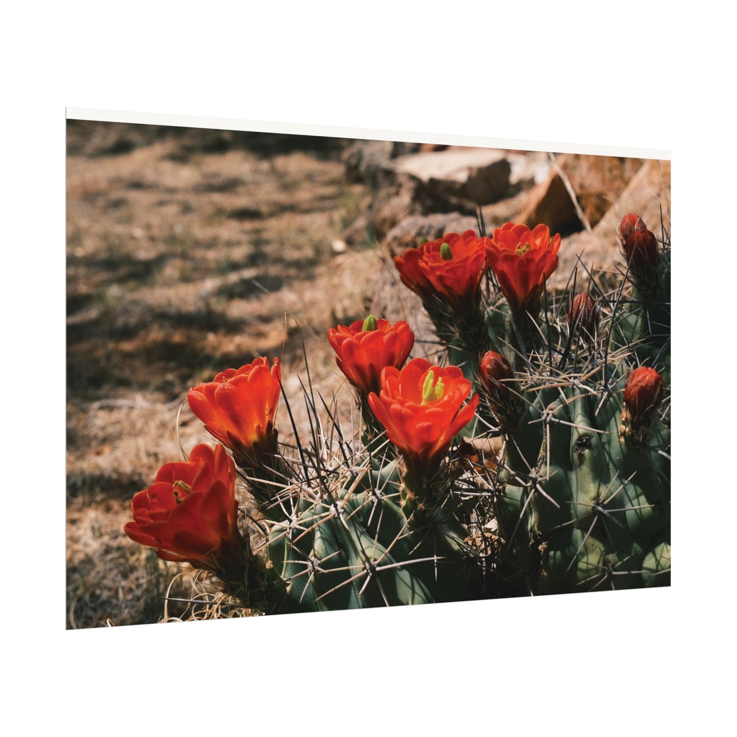 Red Cactus Blossoms in Big Bend Ranch State Park, TX - Archival Poster