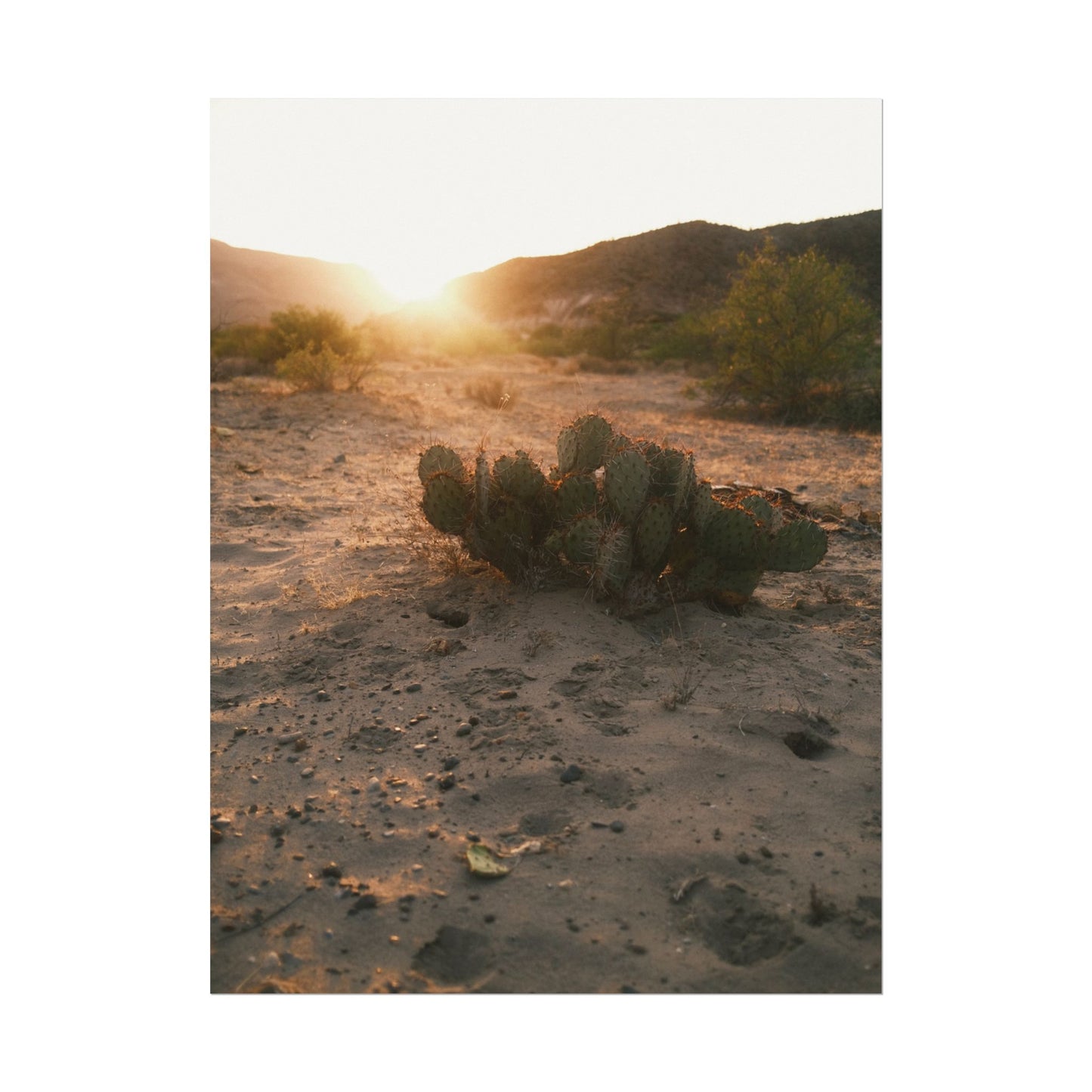 Cactus greets the sun. Big Bend National Park, TX - Archival Poster