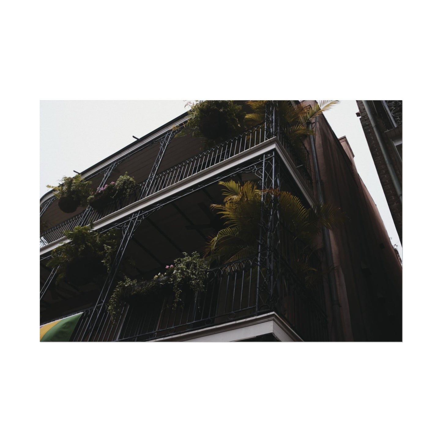 Botanical balcony of New Orleans - Archival Poster