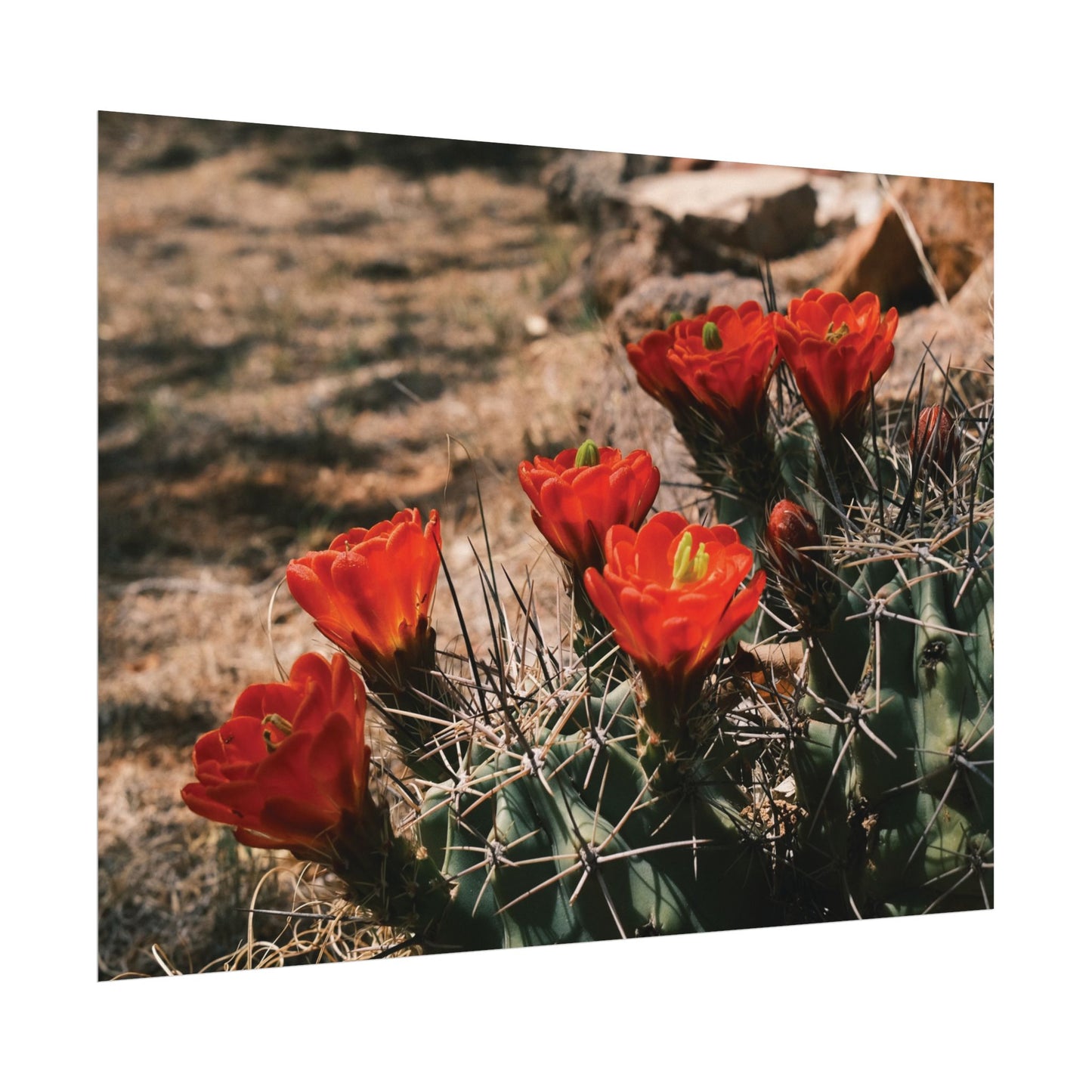 Red Cactus Blossoms in Big Bend Ranch State Park, TX - Archival Poster