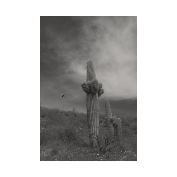 Arizona Saguaro Archival Poster