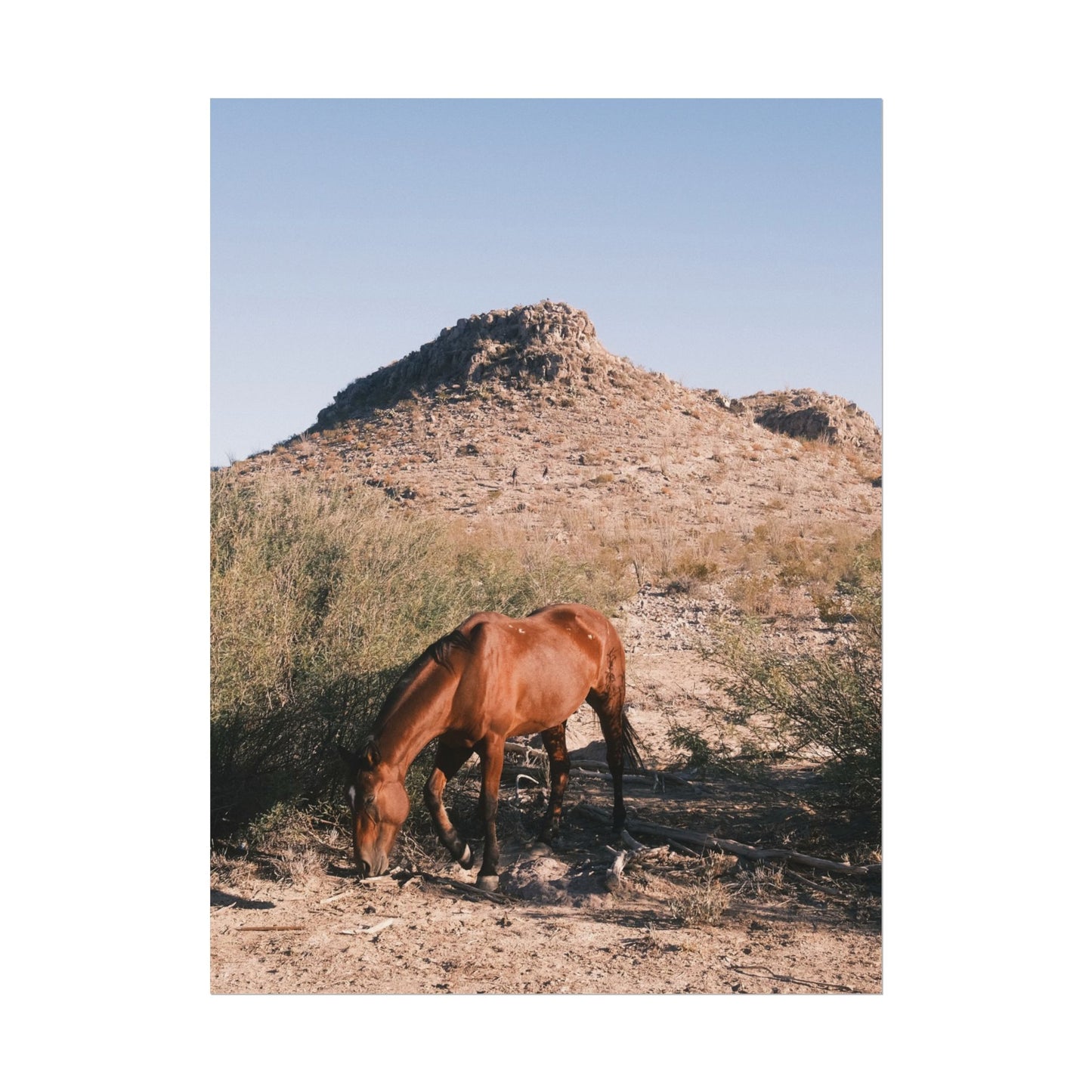 Wild horse of Big Bend grazes, TX - Archival Poster