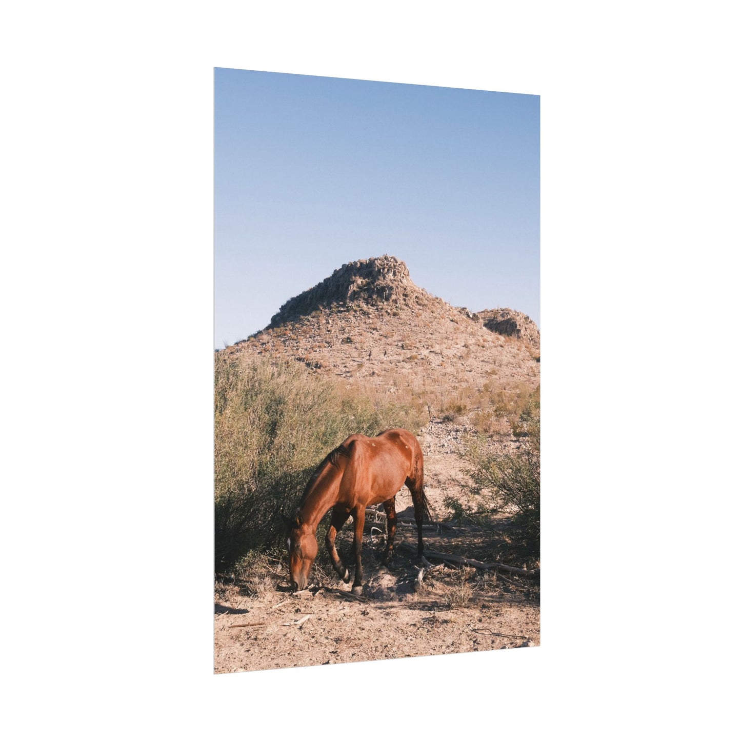 Wild horse of Big Bend grazes, TX - Archival Poster