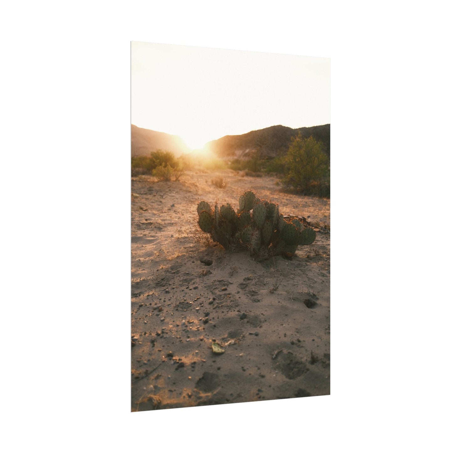 Cactus greets the sun. Big Bend National Park, TX - Archival Poster