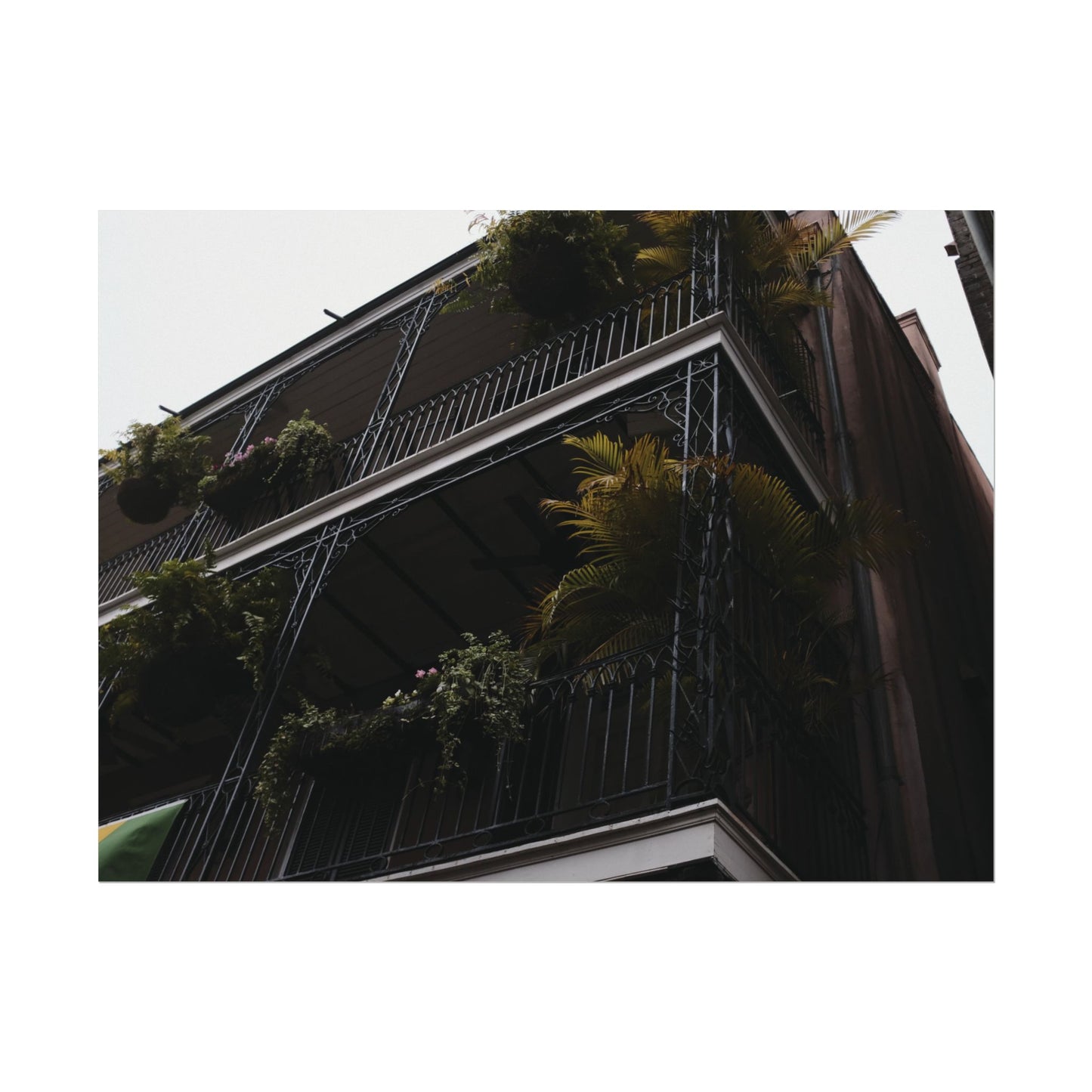 Botanical balcony of New Orleans - Archival Poster