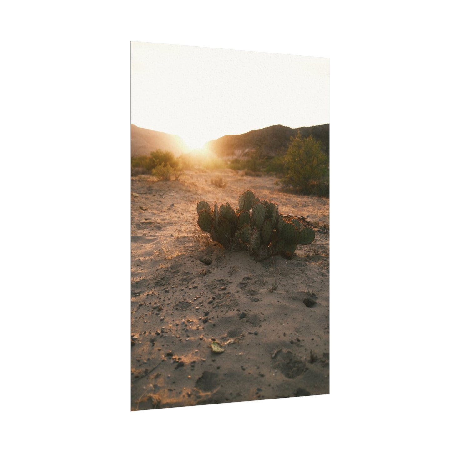 Cactus greets the sun. Big Bend National Park, TX - Archival Poster