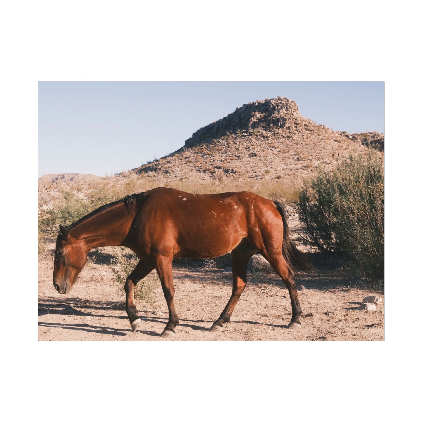 Wild horse of Big Bend grazing - Archival Poster
