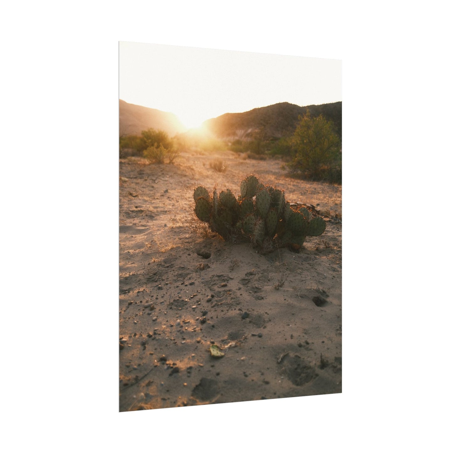 Cactus greets the sun. Big Bend National Park, TX - Archival Poster