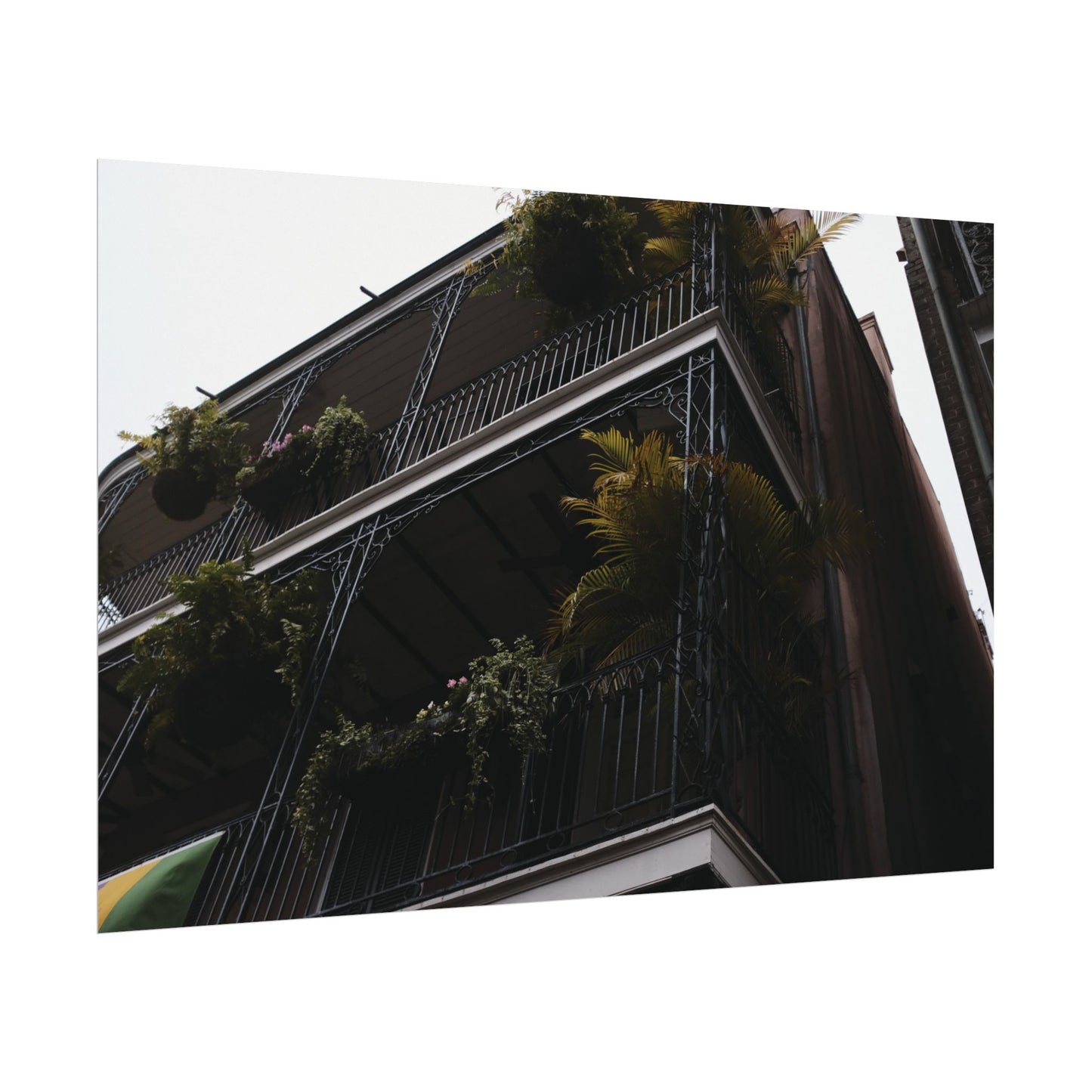 Botanical balcony of New Orleans - Archival Poster