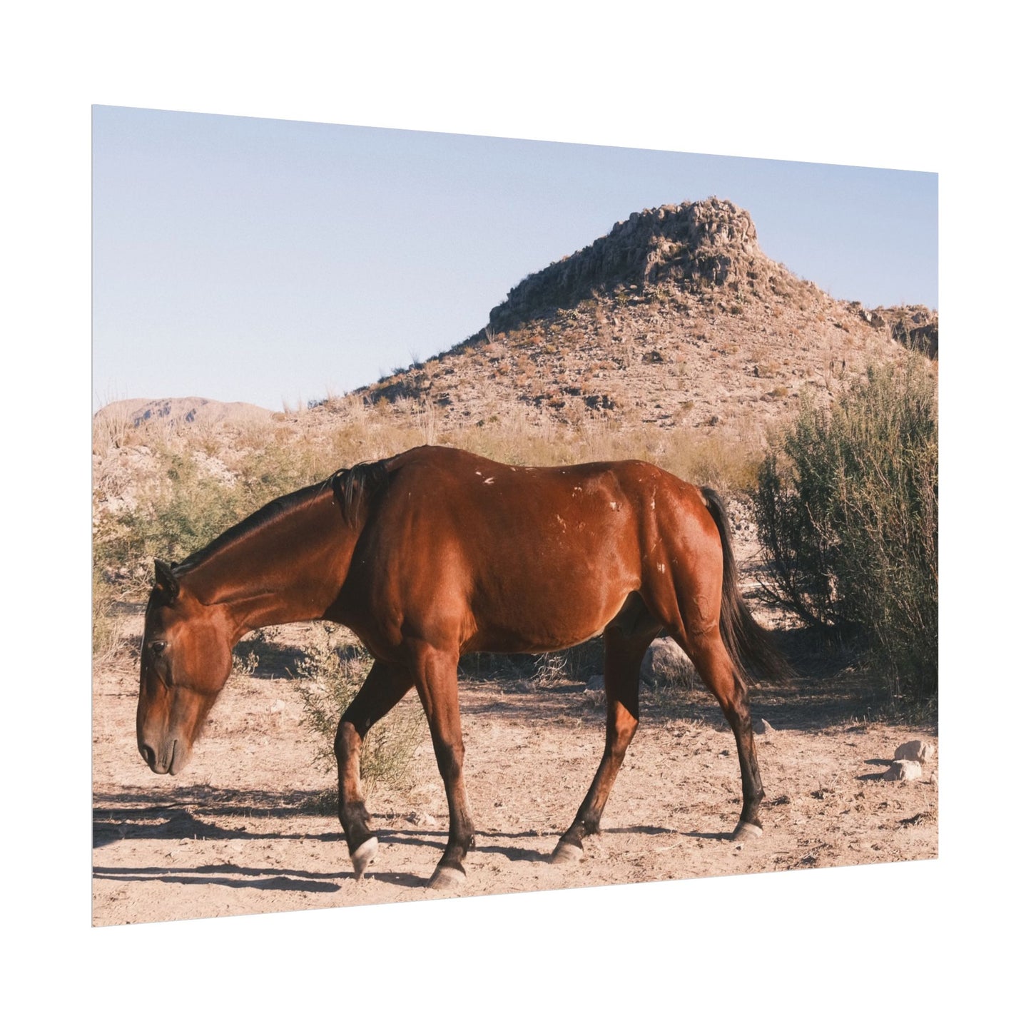 Wild horse of Big Bend grazing - Archival Poster