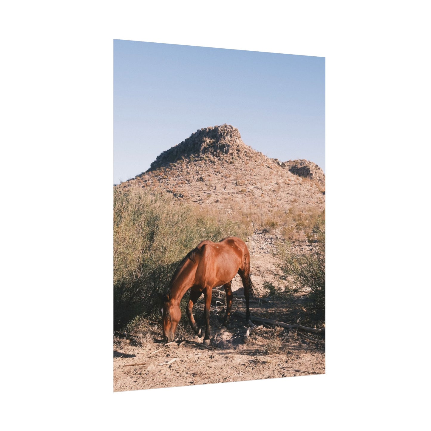 Wild horse of Big Bend grazes, TX - Archival Poster