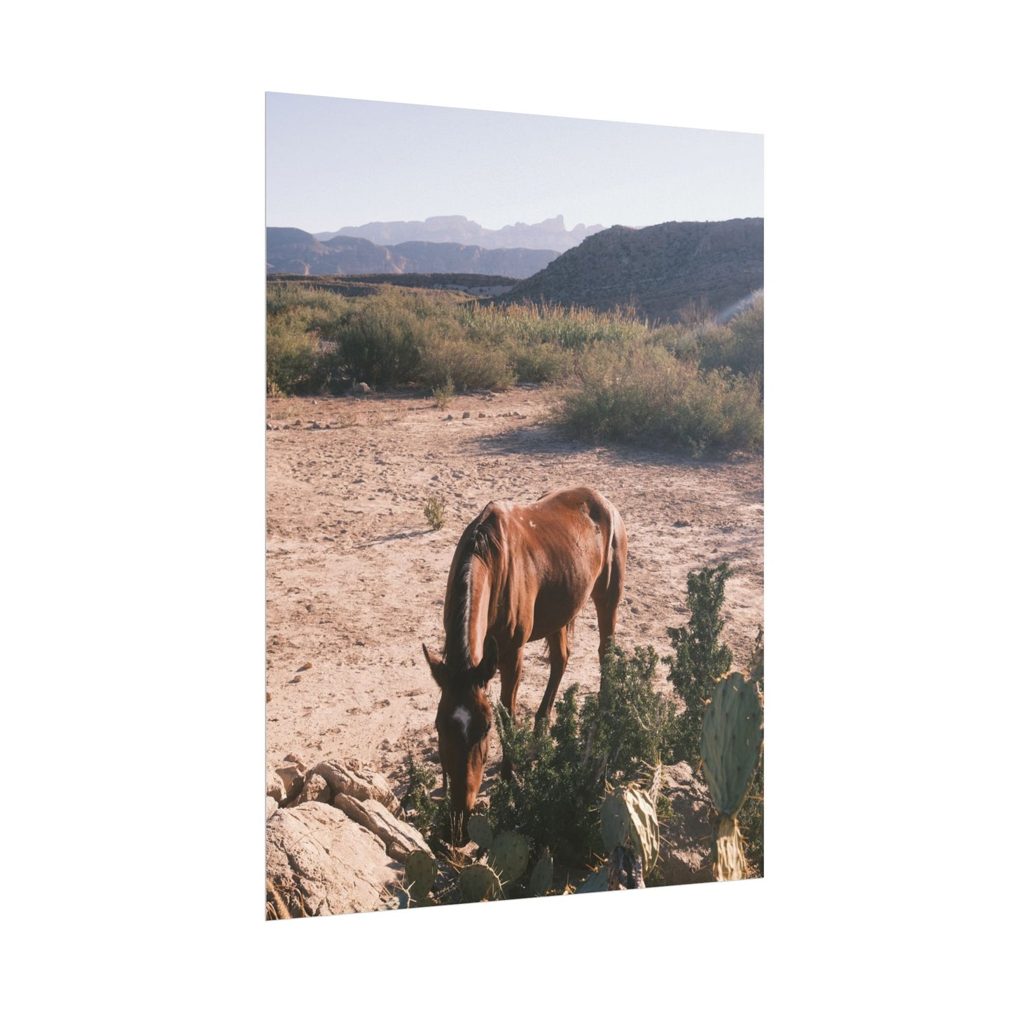 Wild horse of Big Bend grazes by a cactus, TX - Archival Poster