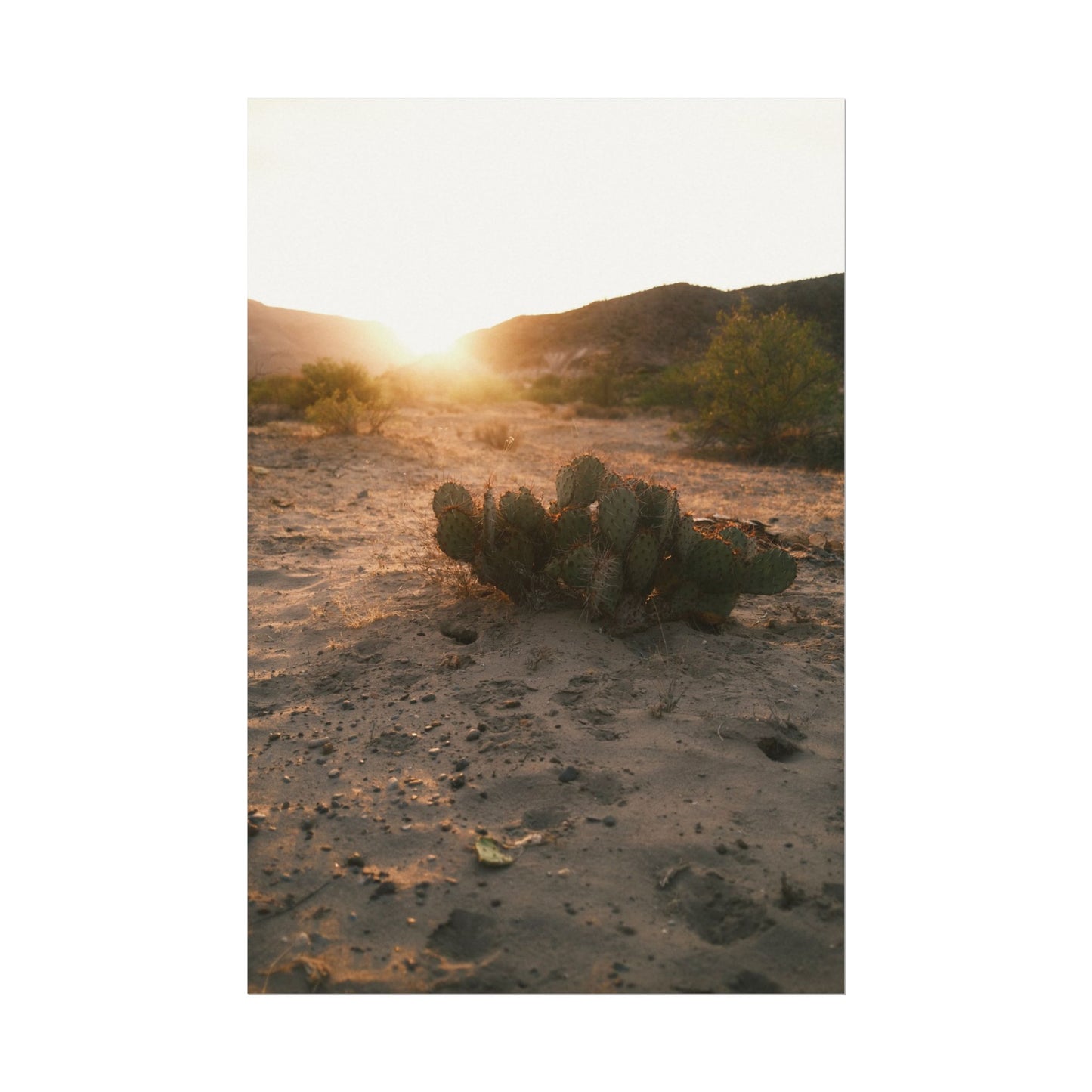 Cactus greets the sun. Big Bend National Park, TX - Archival Poster
