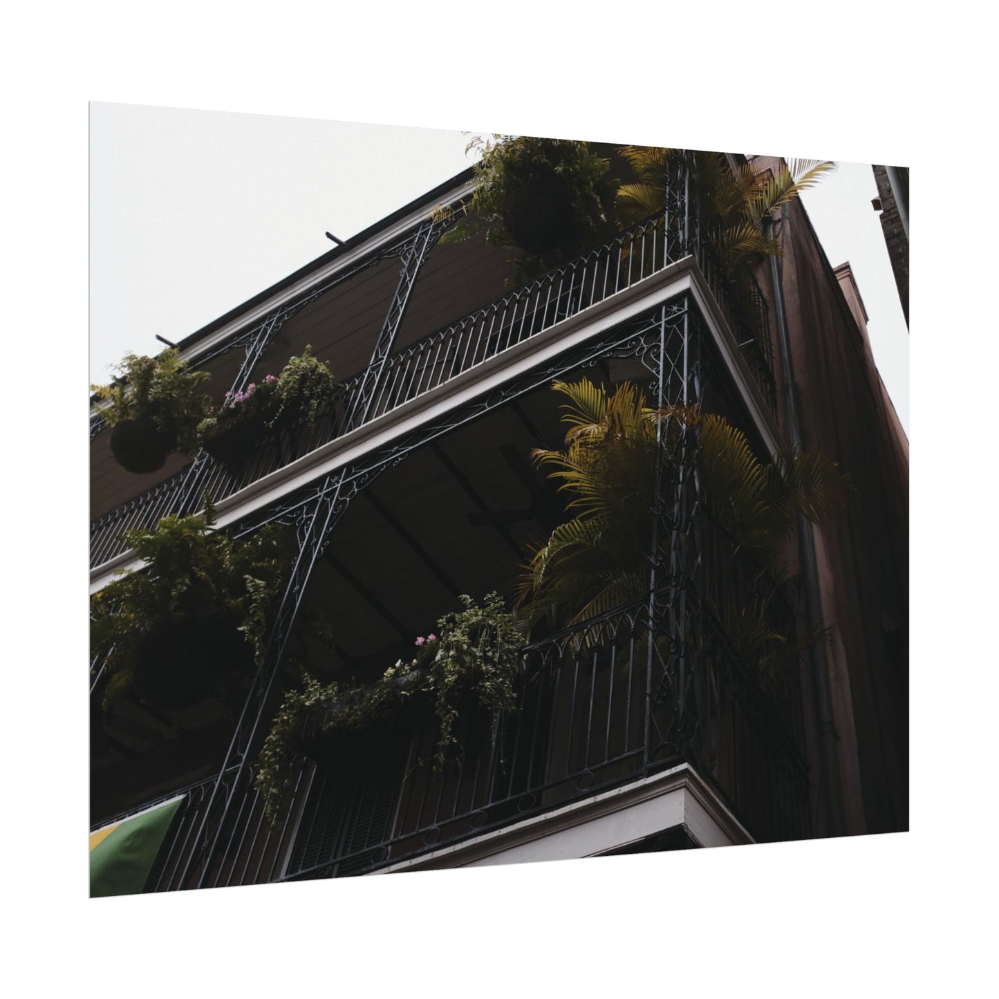 Botanical balcony of New Orleans - Archival Poster